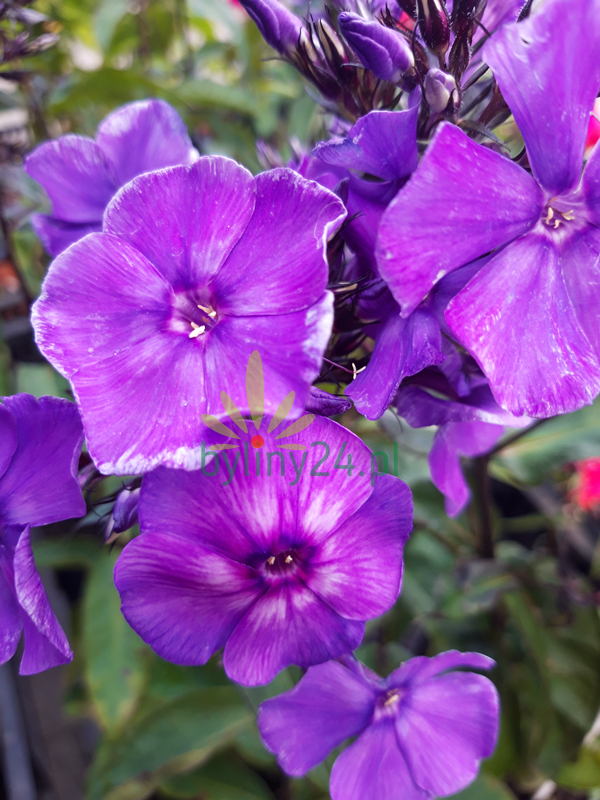 Floks wiechowaty 'Blue Paradise' - Phlox paniculata  'Blue Paradise'