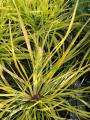 Rozplenica japońska 'Hameln Gold' - Pennisetum alopecuroides 'Hameln Gold' (1).png