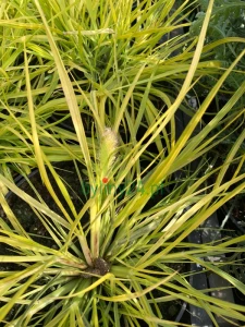 Rozplenica japońska 'Hameln Gold' - Pennisetum alopecuroides 'Hameln Gold' (1).png