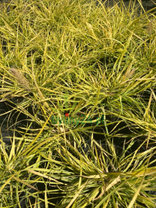 Rozplenica japońska 'Hameln Gold' - Pennisetum alopecuroides 'Hameln Gold' (2).png