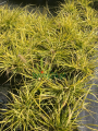 Rozplenica japońska 'Hameln Gold' - Pennisetum alopecuroides 'Hameln Gold' (3).png