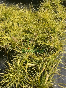 Rozplenica japońska 'Hameln Gold' - Pennisetum alopecuroides 'Hameln Gold' (3).png