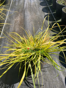 Rozplenica japońska 'Hameln Gold' - Pennisetum alopecuroides 'Hameln Gold' (4).png