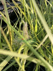 Rozplenica japońska 'Hameln Gold' - Pennisetum alopecuroides 'Hameln Gold' (5).png