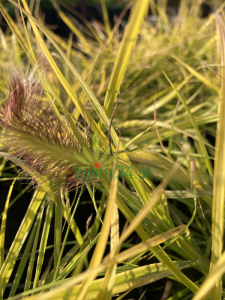   Rozplenica japońska 'Hameln Gold' - Pennisetum alopecuroides  'Hameln Gold'