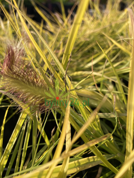 Rozplenica japońska 'Hameln Gold' - Pennisetum alopecuroides 'Hameln Gold' (6).png