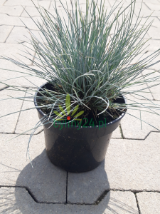 Kostrzewa popielata 'Intense Blue' - Festuca glauca 'Intense Blue' (1).png