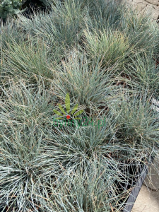 Kostrzewa popielata 'Intense Blue' - Festuca glauca  'Intense Blue'