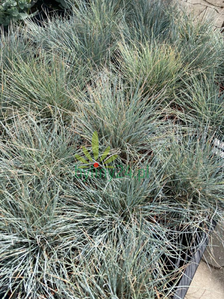Kostrzewa popielata 'Intense Blue' - Festuca glauca 'Intense Blue' (2).png