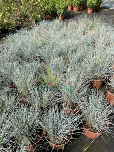 Kostrzewa popielata 'Intense Blue' - Festuca glauca 'Intense Blue' (3).png