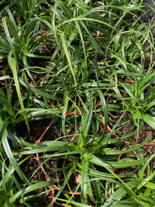 Turzyca 'Ribbon Falls' - Carex 'Ribbon Falls'.png