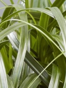 Carex 'Ribbon Falls' 476-1.png