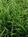 Turzyca 'Ribbon Falls' -  Carex  'Ribbon Falls' 