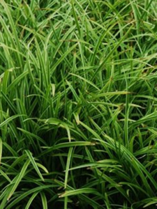 Turzyca 'Ribbon Falls' -  Carex  'Ribbon Falls' 
