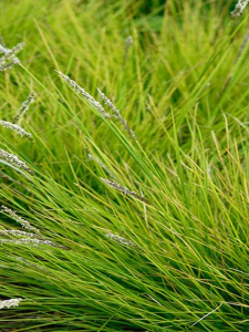 Sesleria jesienna - Sesleria autumnalis