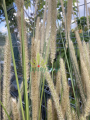 Rozplenica -piórkówka afrykańska - Pennisetum alopecuroides (1).png