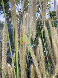 Rozplenica -piórkówka afrykańska - Pennisetum alopecuroides 