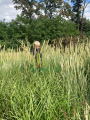 Rozplenica -piórkówka afrykańska - Pennisetum alopecuroides (2).png