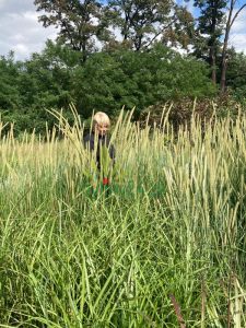 Rozplenica -piórkówka afrykańska - Pennisetum alopecuroides (2).png