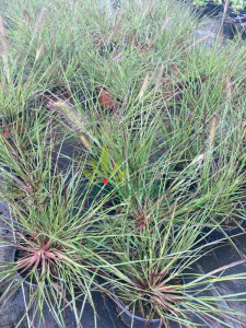 Rozplenica  japońska 'Burgundy Bunny' - Pennisetum alopecuroides 'Burgundy Bunny'  