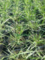 Rozplenica japońska 'Burgundy Bunny' - Pennisetum alopecuroides 'Burgundy Bunny' (2).png