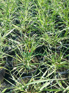 Rozplenica japońska 'Burgundy Bunny' - Pennisetum alopecuroides 'Burgundy Bunny' (2).png