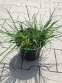 Rozplenica japońska 'Burgundy Bunny' - Pennisetum alopecuroides 'Burgundy Bunny' (4).png