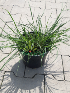 Rozplenica japońska 'Burgundy Bunny' - Pennisetum alopecuroides 'Burgundy Bunny' (4).png