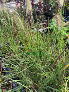 Rozplenica japońska 'Burgundy Bunny' - Pennisetum alopecuroides 'Burgundy Bunny'.png