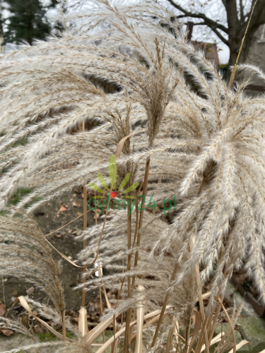 Miskant chiński 'Memory' - Miscanthus sinensis 'Memory' (1).png