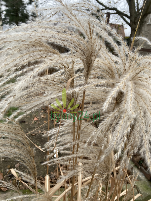 Miskant chiński 'Memory' - Miscanthus sinensis 'Memory'