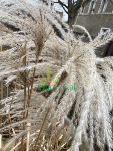 Miskant chiński 'Memory' - Miscanthus sinensis 'Memory' (2).png