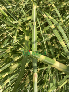 Zebrinus little zebra (2).png