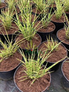 white rush2368-3.png