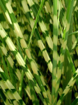 Miskant chiński 'White Rush' - Miscanthus sinensis 'White Rush'