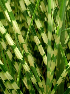 Miskant chiński 'White Rush' - Miscanthus sinensis 'White Rush'
