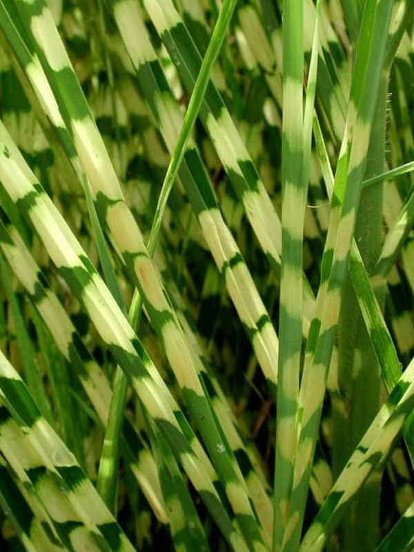 Miskant chiński 'White Rush' - Miscanthus sinensis 'White Rush'