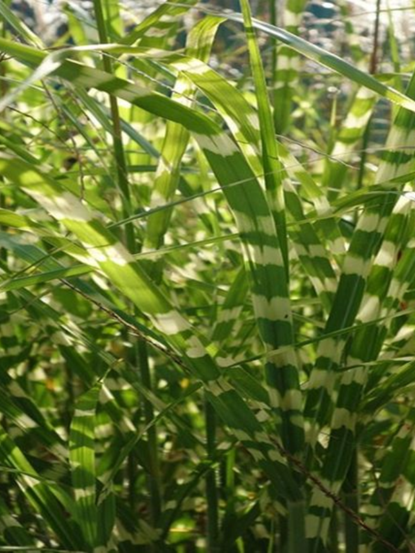 Miskant chiński ‘ Giraffe ‘ - Miscanthus sinensis ‘ Giraffe ‘