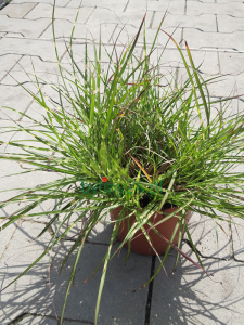 Miskant chiński 'Little Zebra' - Miscanthus sinensis 'Little Zebra'.png