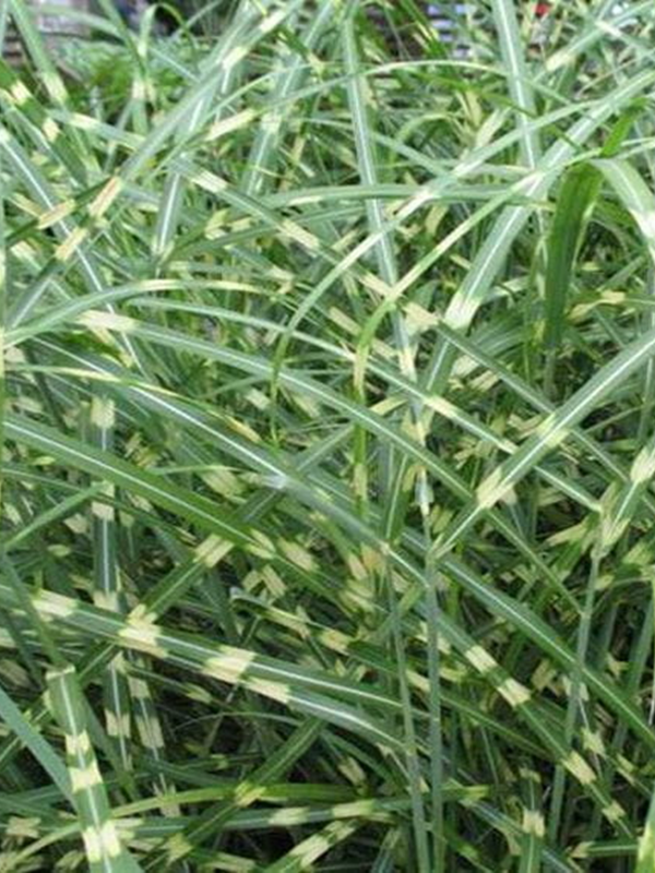 Miskant chiński 'Little Zebra' - Miscanthus sinensis 'Little Zebra'