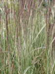 Trzcinnik ostrokwiatowy 'Overdam' - Calamagrostis acutiflora 'Overdam'