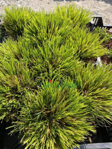 Turzyca tunikowa Turzyca tunikowa 1-3.png