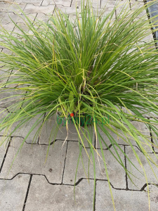 Turzyca tunikowa Turzyca tunikowa 2-2.png