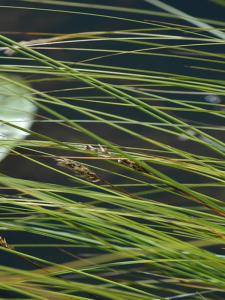 Turzyca tunikowa -  Caricetum appropinquatae