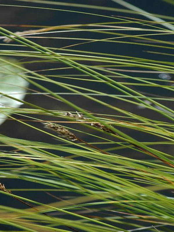 Turzyca tunikowa -  Caricetum appropinquatae