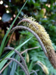 Turzyca zwisła - Carex pendula