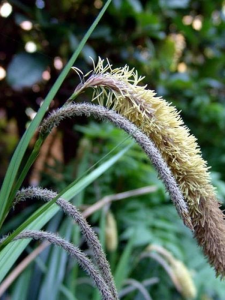 Turzyca zwisła - Carex pendula