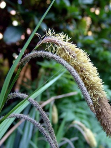 Carex pendula04e7f3a77c6dc444a3f869e2e7a33bf6-2.png