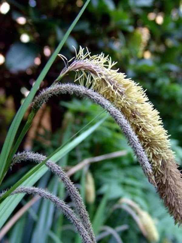 Turzyca zwisła - Carex pendula