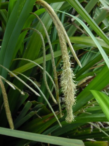 Carex pendulaCarex pendula-1.png